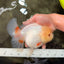 A Grade White Oranda Female 6.5 inches #071726OR_18
