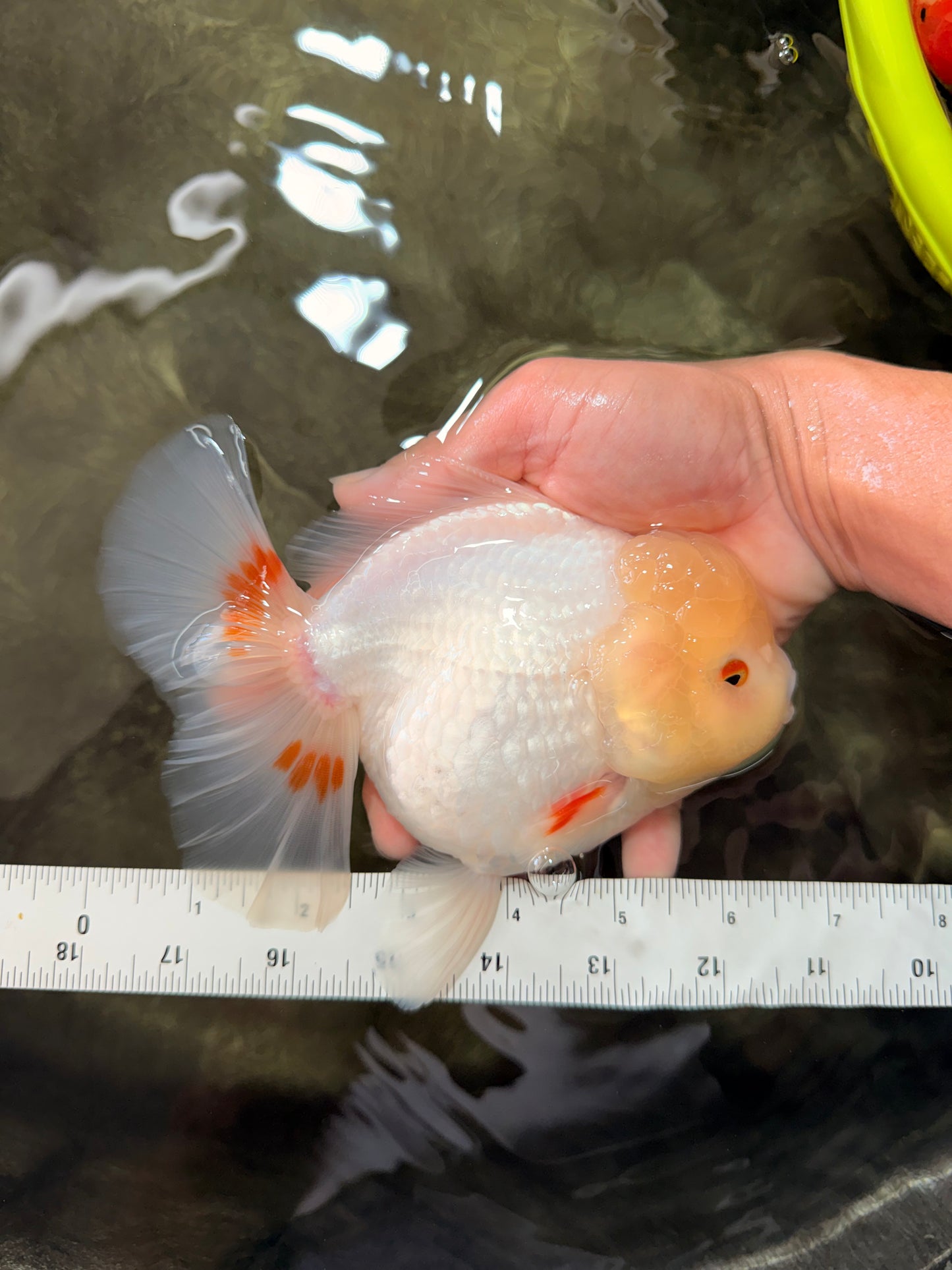 A Grade White Oranda Female 6.5 inches #071726OR_18