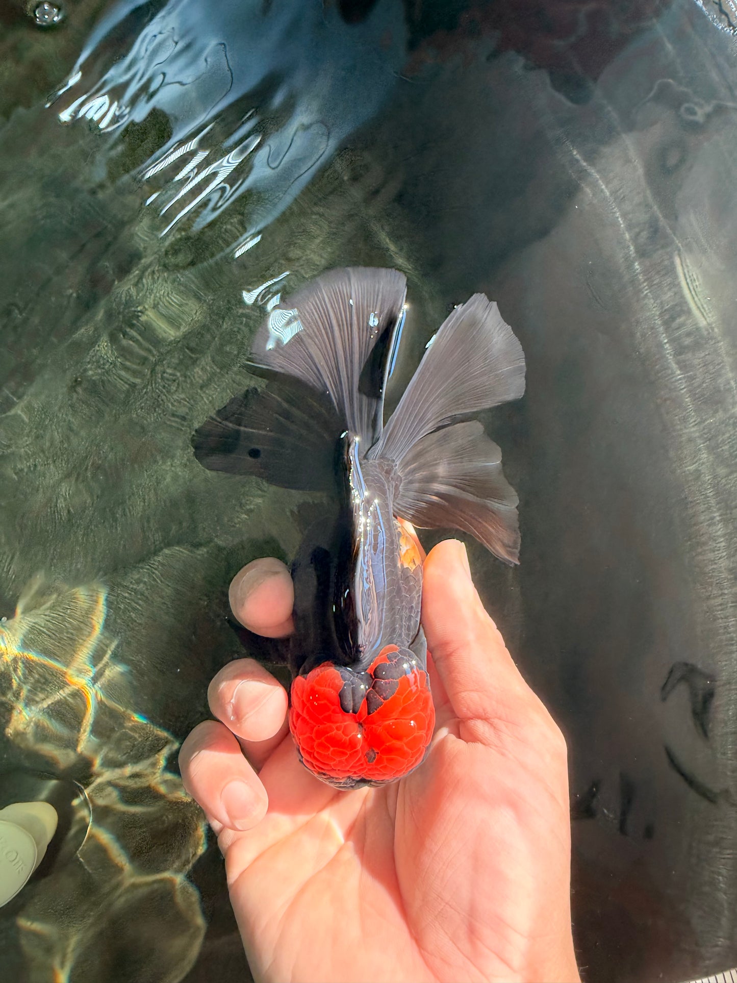 A Grade Tricolor Red Head Oranda Male 5-5.5 inches #041726OR_10