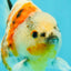 A Grade Sanke Oranda Male 4.5-5 inches #082126OR_25