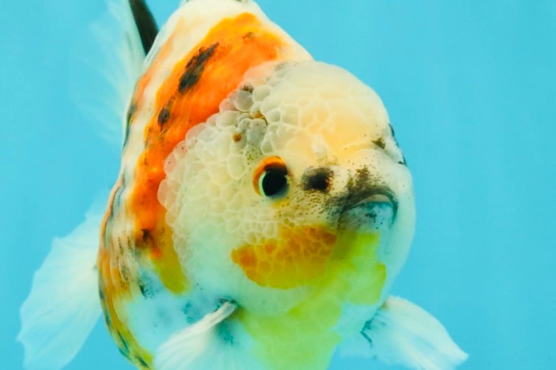 A Grade Sanke Oranda Male 4.5-5 inches #082126OR_25
