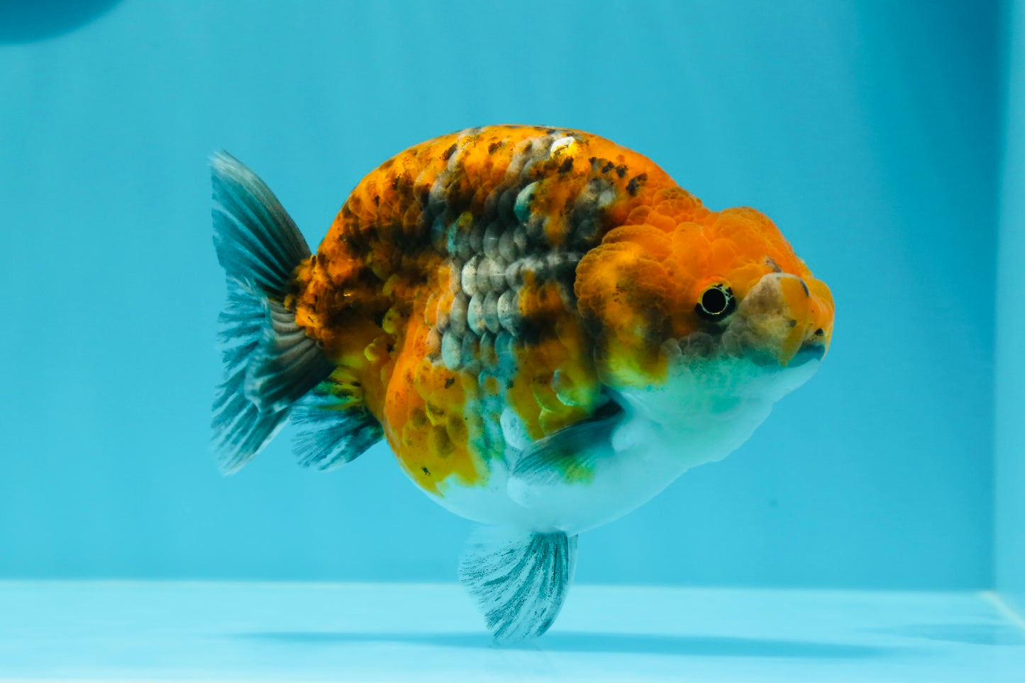 AAA Grade High Back Calico Tiger Ranchu 4.5-5 inches #0517RC_14