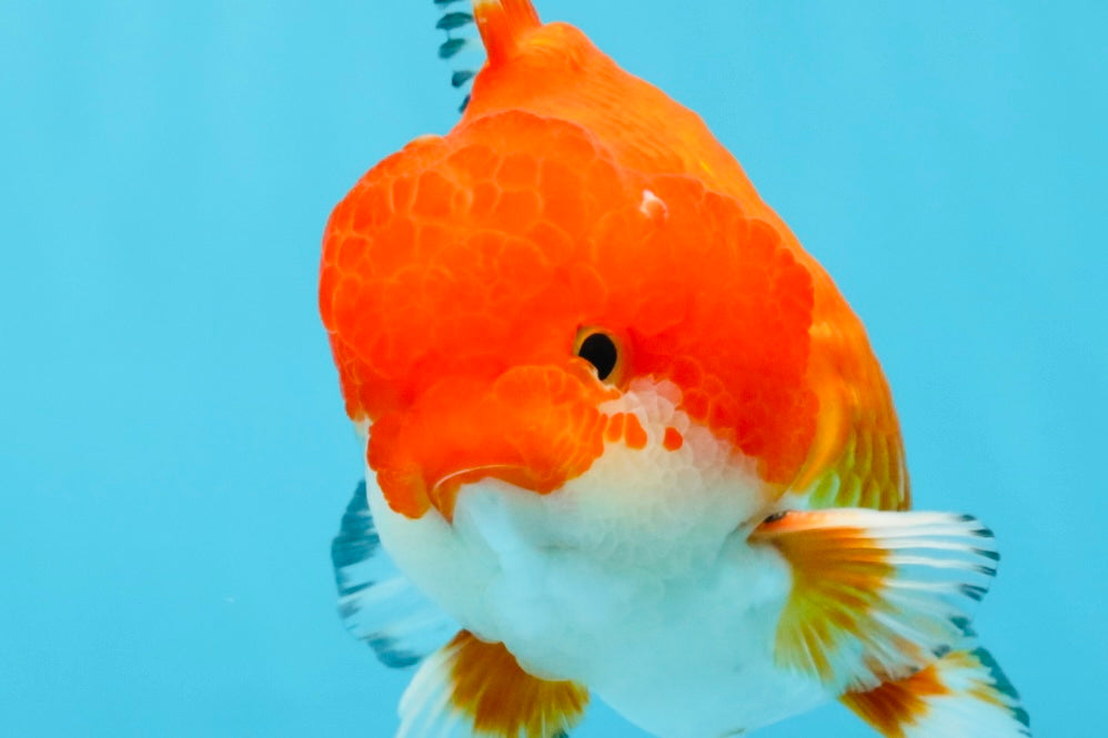 SPECIAL AAA Grade Red White Yuanbao Male 5-5.5 inches #032726YB_02