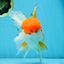 A Grade Orange White Oranda Female 6.5 inches #070425OR_22