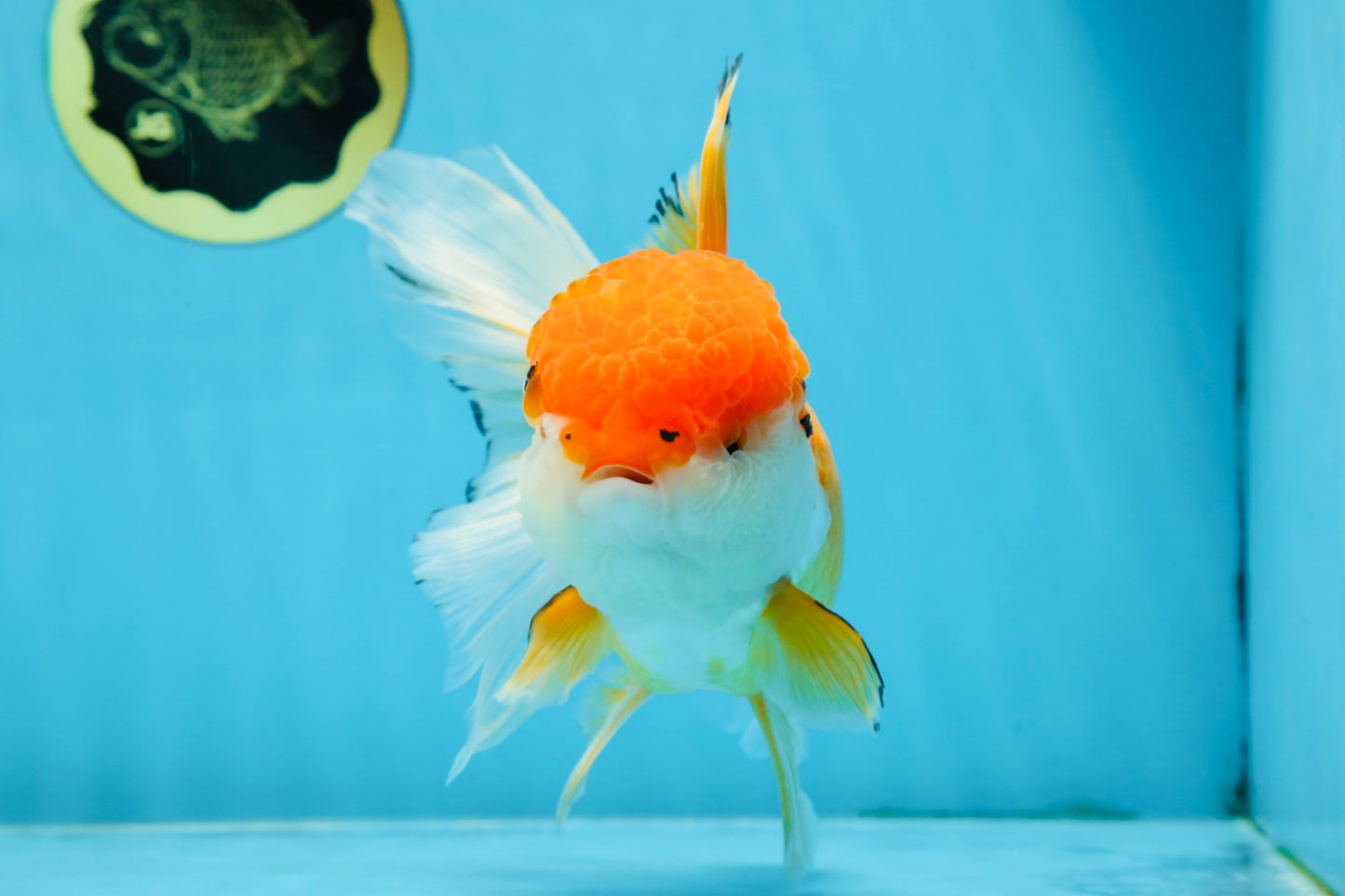 A Grade Orange White Oranda Female 6.5 inches #070425OR_22