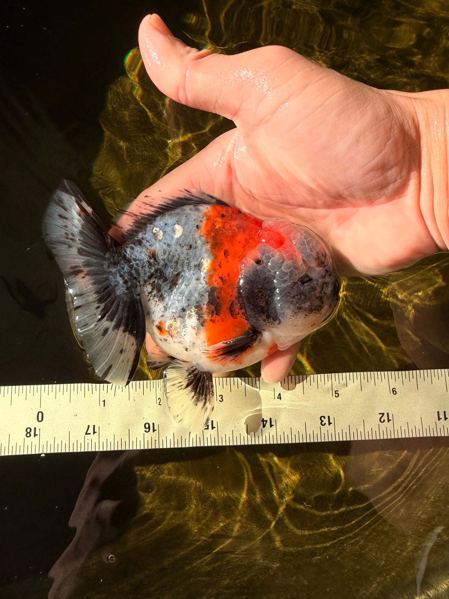 Calico Yuanbao Male 5 inches #032026YB_16