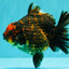 CHUNKY A Grade Tiger Yuanbao Female 5-5.5 inches #091826YB_10