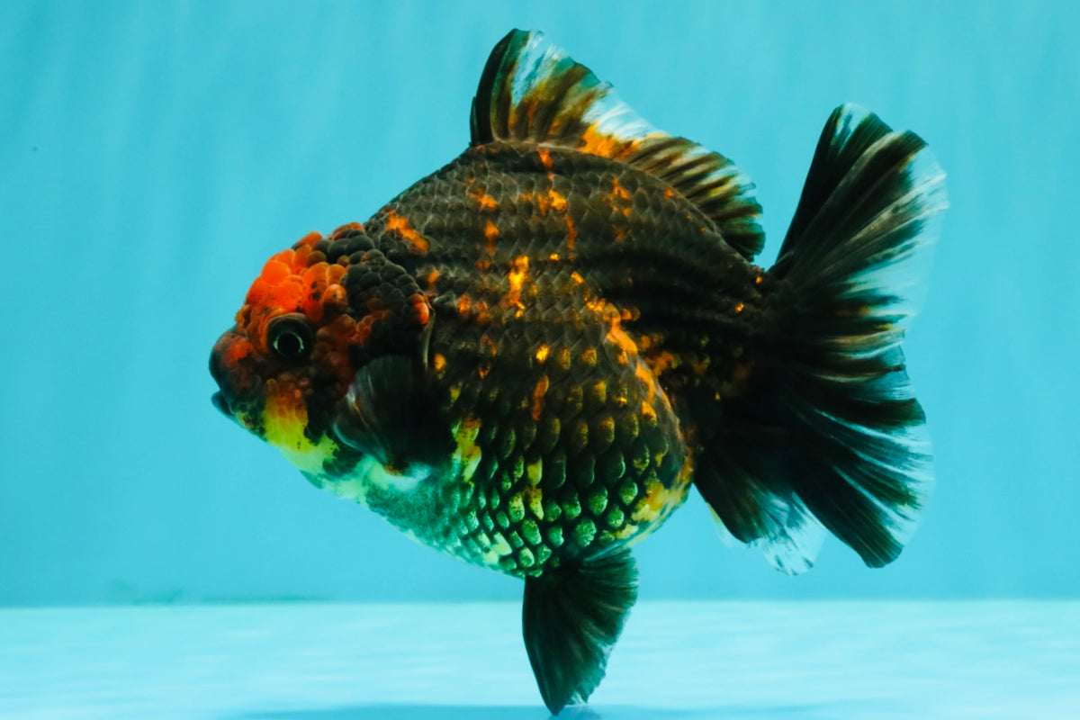CHUNKY A Grade Tiger Yuanbao Female 5-5.5 inches #091826YB_10