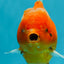 Godzilla oranda hembra joven de grado AAA de 5 a 5,5 pulgadas n.° 0510OR_17