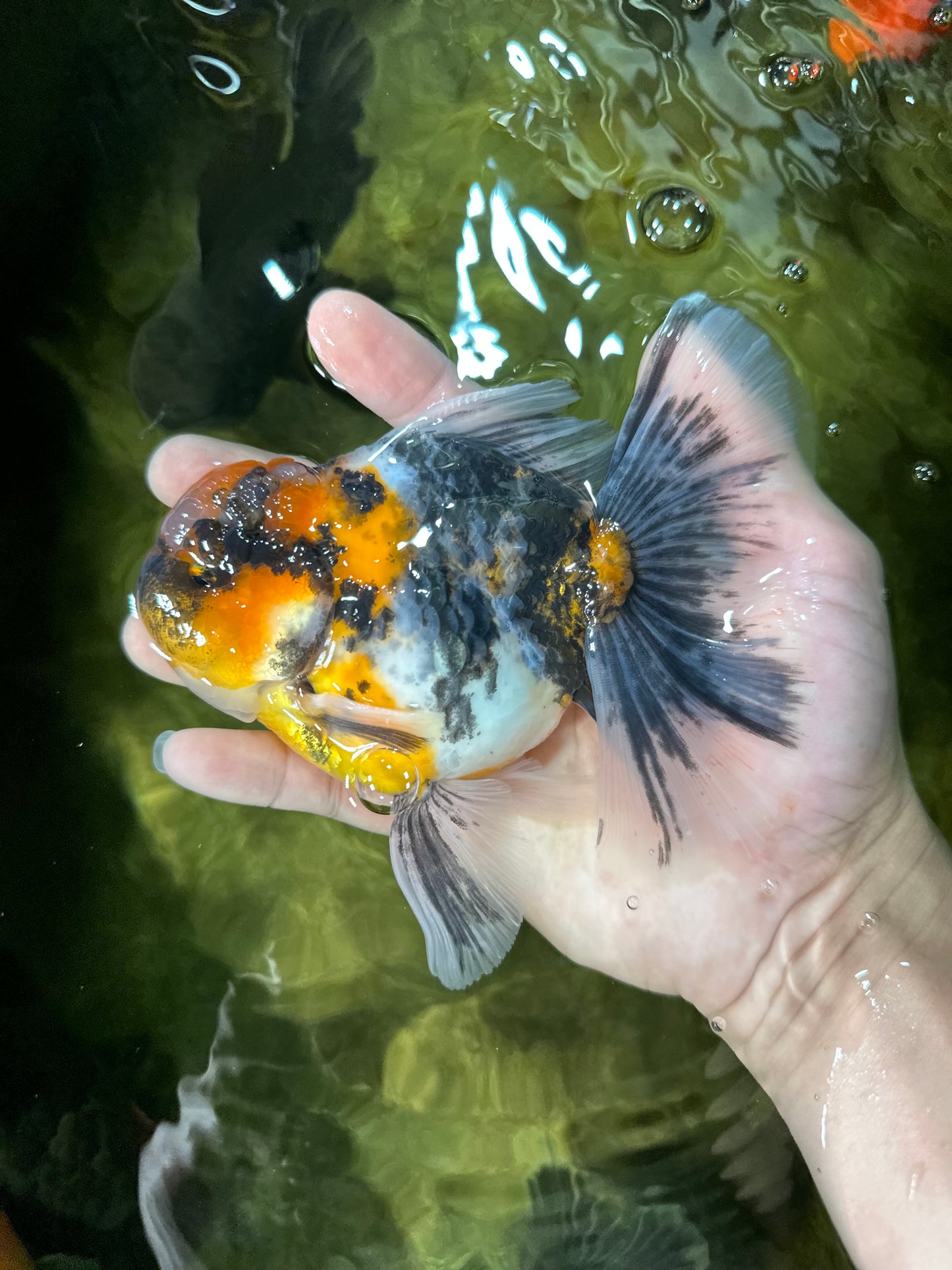 A Grade Ink Tiger Oranda Male 5-5.5 inches #050925OR_49