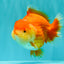 AAA Grade Red White Yuanbao Female 5-5.5 inches #061926YB_30