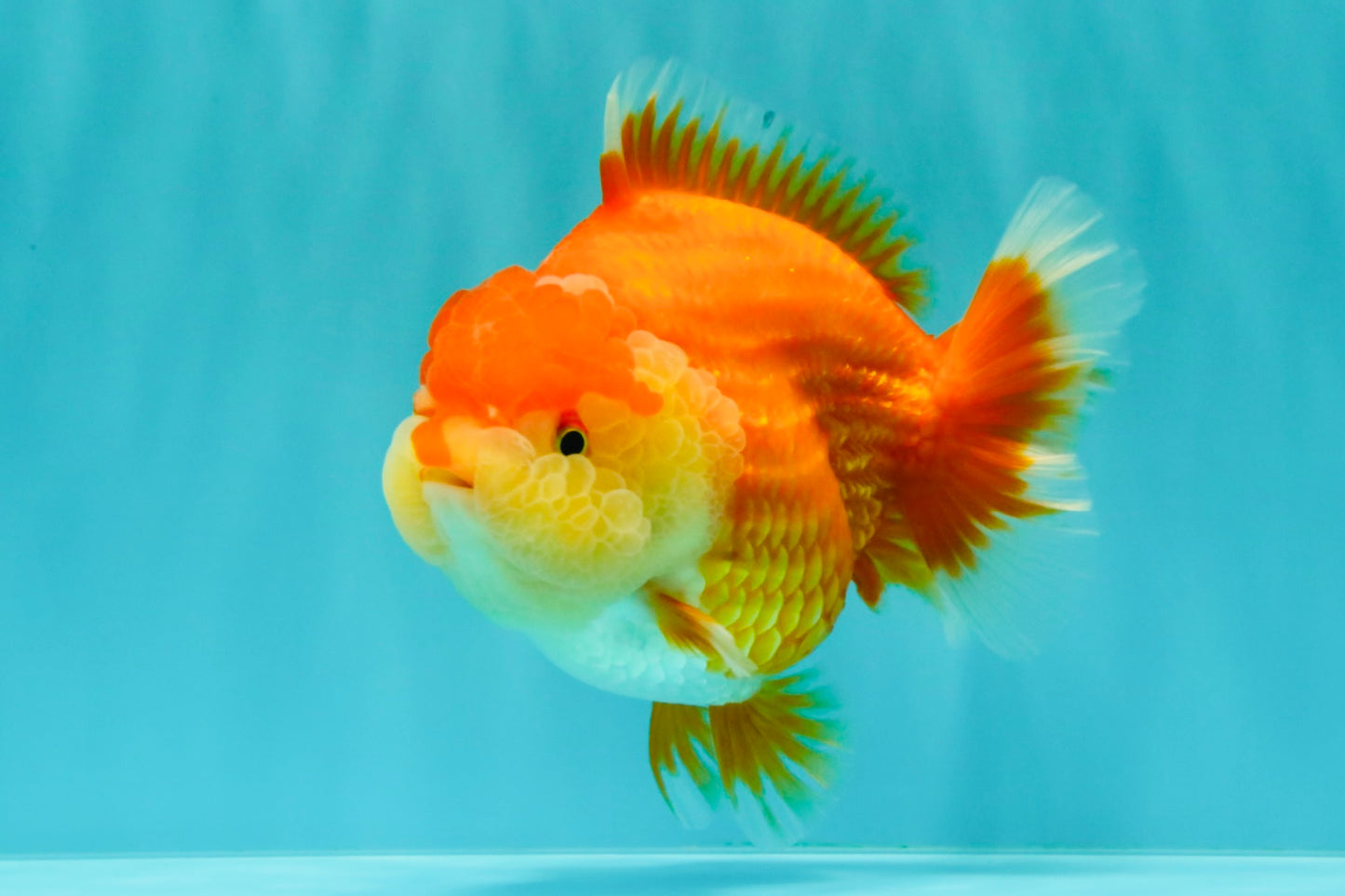 AAA Grade Red White Yuanbao Female 5-5.5 inches #061926YB_30