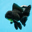 Oranda macho negro de grado A de 5,5 a 6 pulgadas n.° 0726OR_04