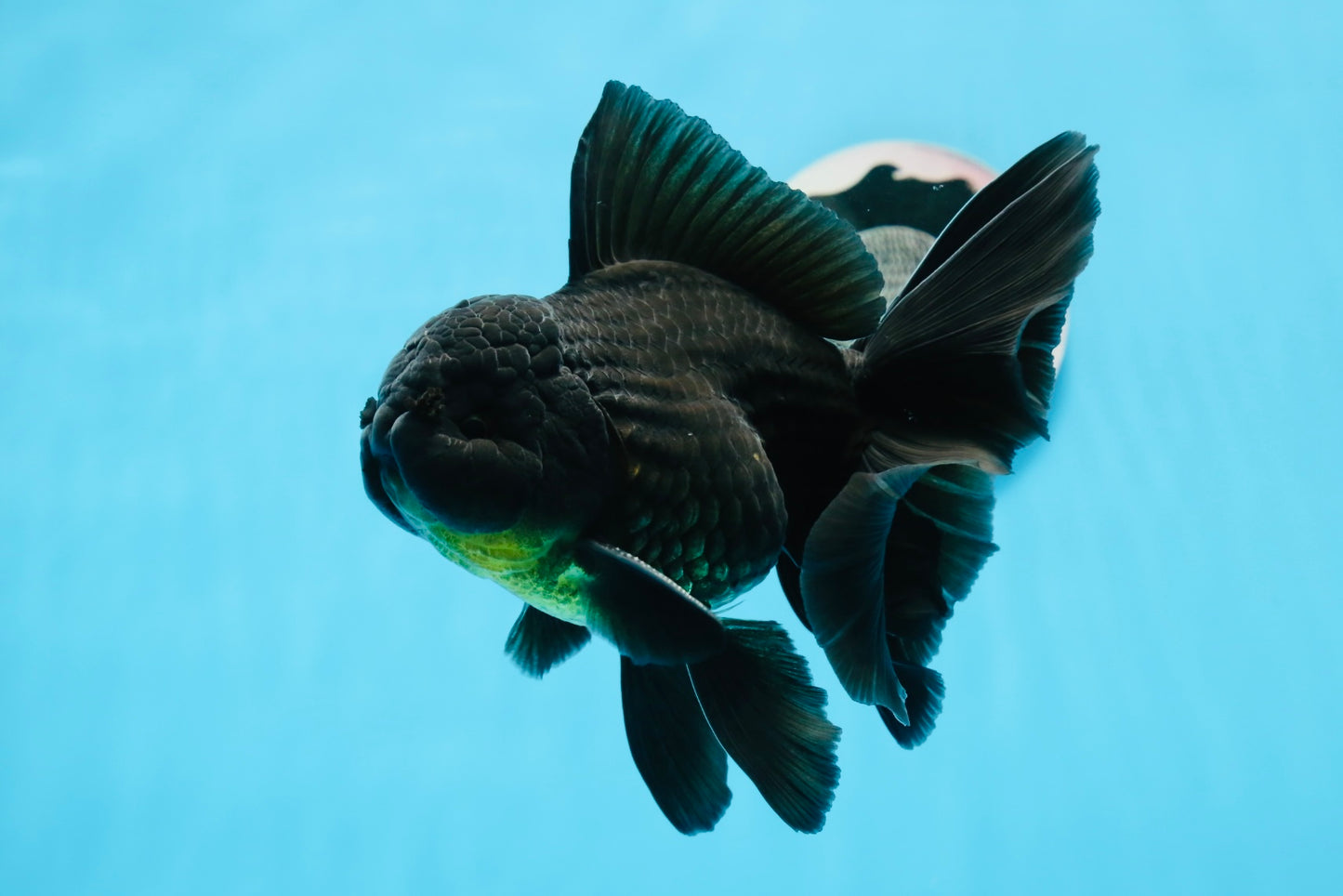 A Grade Black Oranda Male 5.5-6 inches #0726OR_04