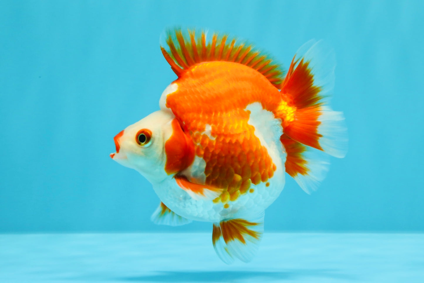 SUPER AAA Grade Red White Ryukin Male 4 inches #022726RK_16