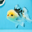 A Grade Tricolor Button Eyes Oranda Male 4.5 inches #0920OR_23