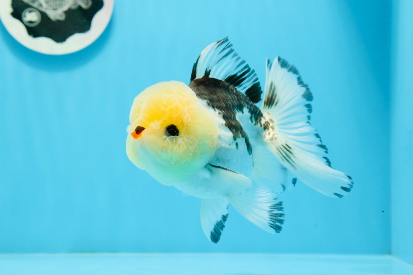 A Grade Tricolor Button Eyes Oranda Male 4.5 inches #0920OR_23