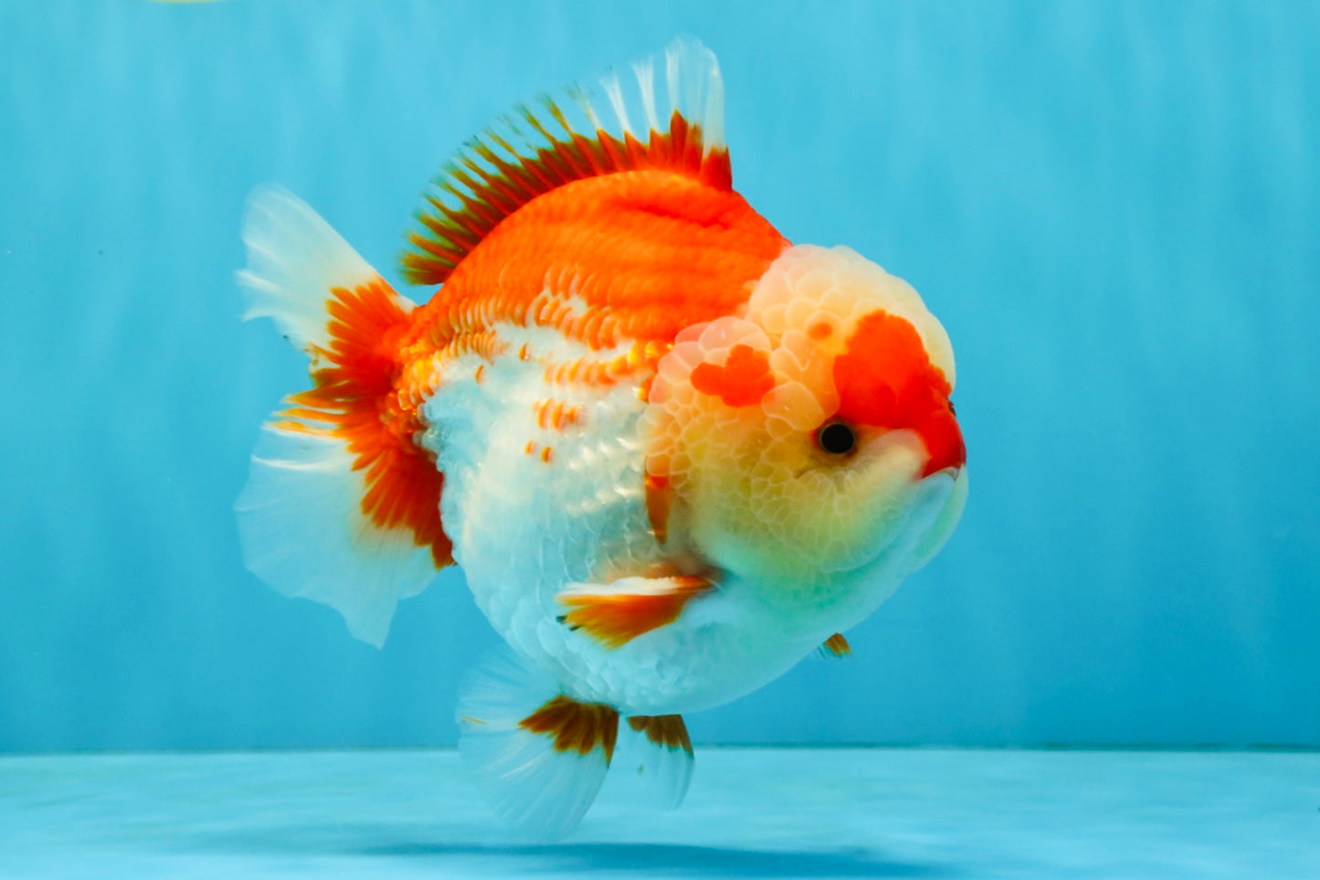 CHUBBY AAA Grade Red White Yuanbao Male 6 inches #040326YB_01