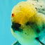 AAA Grade Kirin Oranda Male 6 inches #092526OR_04
