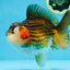 A Grade CHUBBY Tricolor Yuanbao Male 5.5-6  inches #100325YB_03