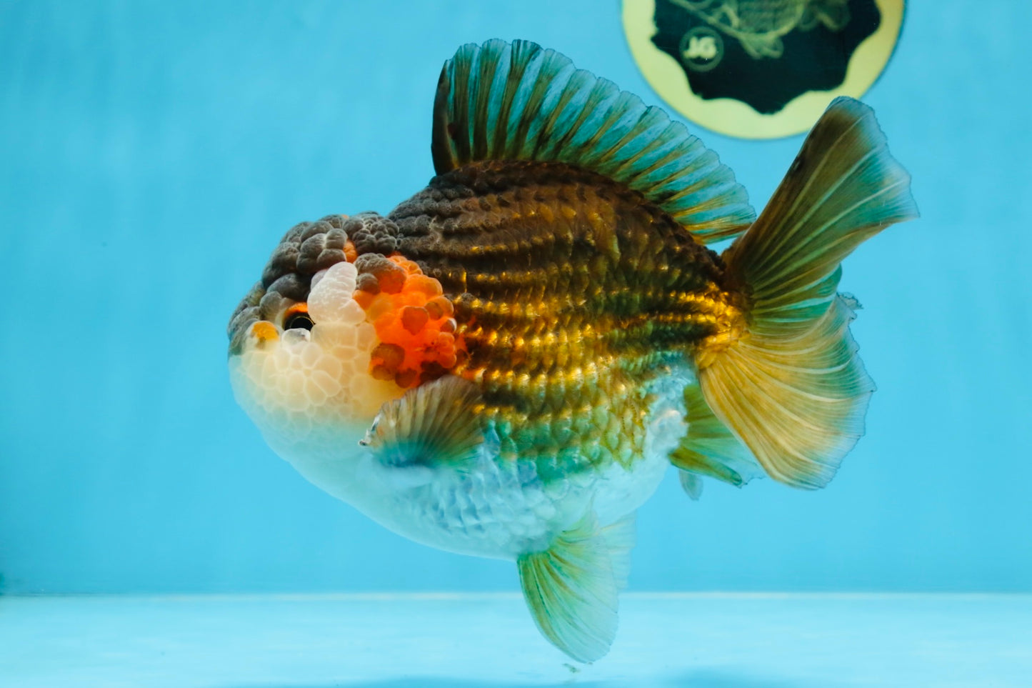 A Grade CHUBBY Tricolor Yuanbao Male 5.5-6  inches #100325YB_03