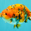 A Grade Tricolor Tiger Ranchu Male 5.5 inches #102326RC_05