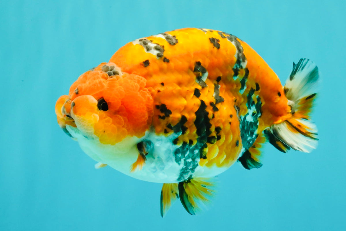 A Grade Tricolor Tiger Ranchu Male 5.5 inches #102326RC_05