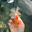 A Grade Sakura Oranda Male 4.5-5 inches #053025OR_28
