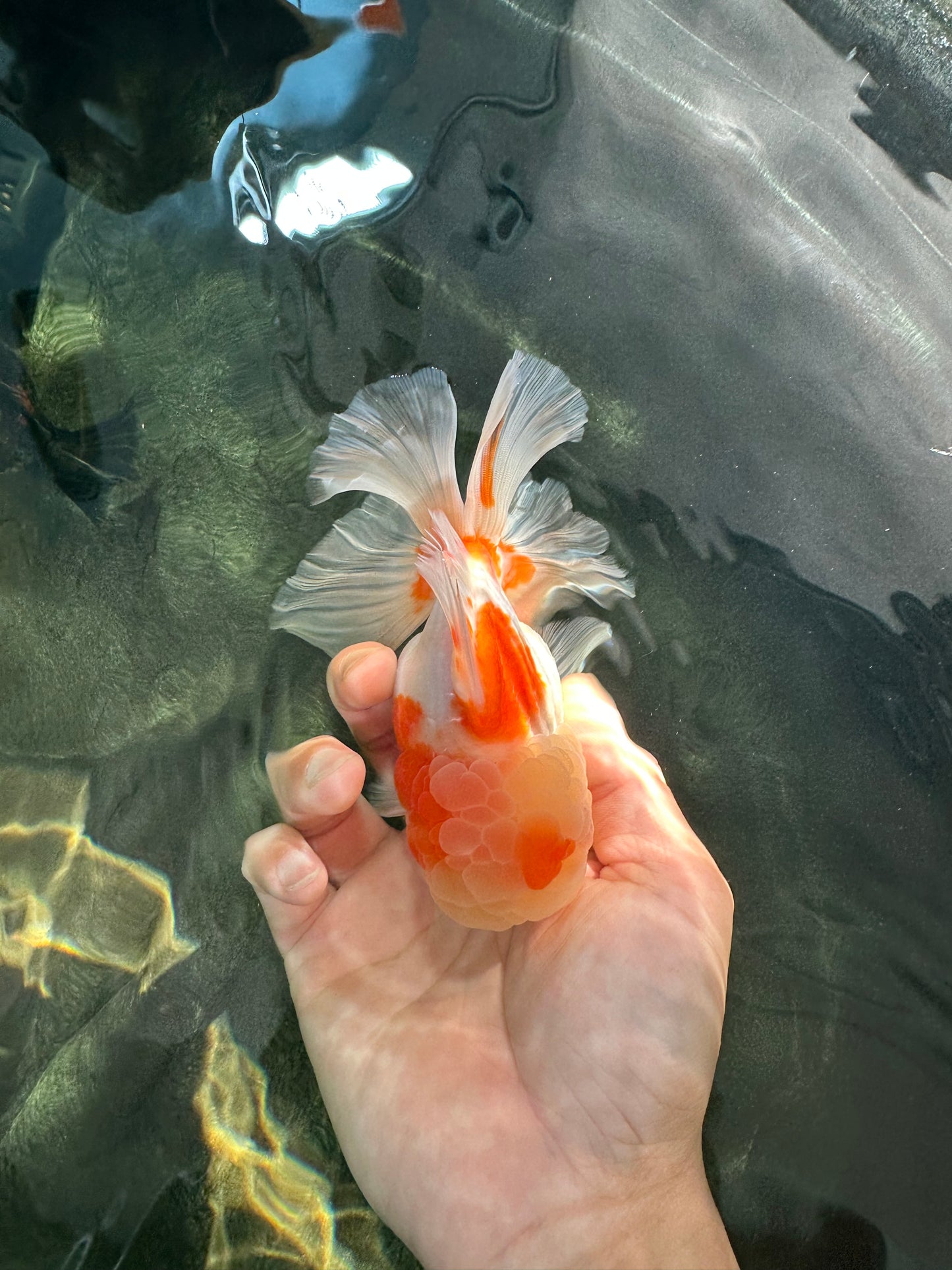 A Grade Sakura Oranda Male 4.5-5 inches #053025OR_28