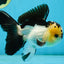 AAA Grade Panda Oranda Male 5-5.5 inches #062725OR_13