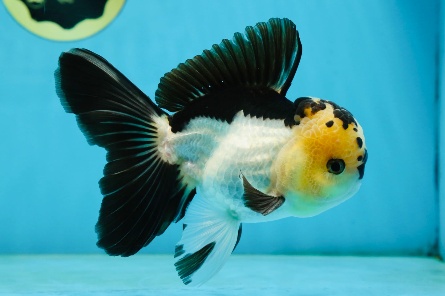 AAA Grade Panda Oranda Male 5-5.5 inches #062725OR_13