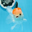 AAA Grade Tricolor Oranda Male 5 inches #0906OR_30