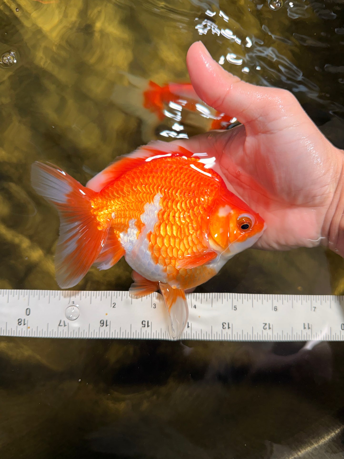 A Grade Red White Ryukin Female 5.5 inches #111425RK_05