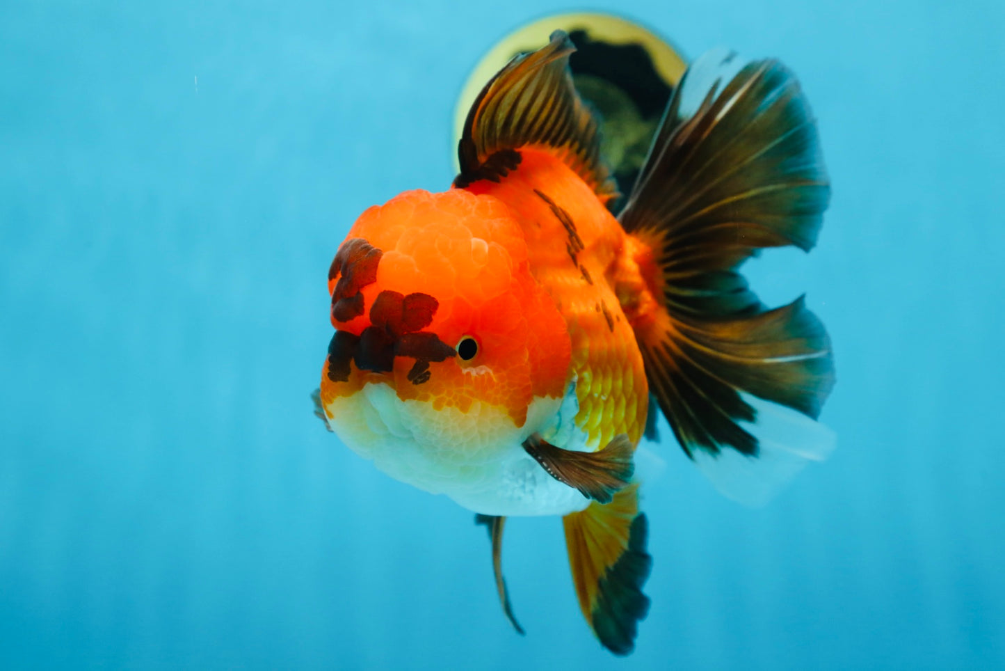 A Grade Apache Oranda Male 6 inches #080125OR_06