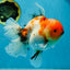 A Grade Flowy Sakura Oranda Female 6 inches #062025OR_22
