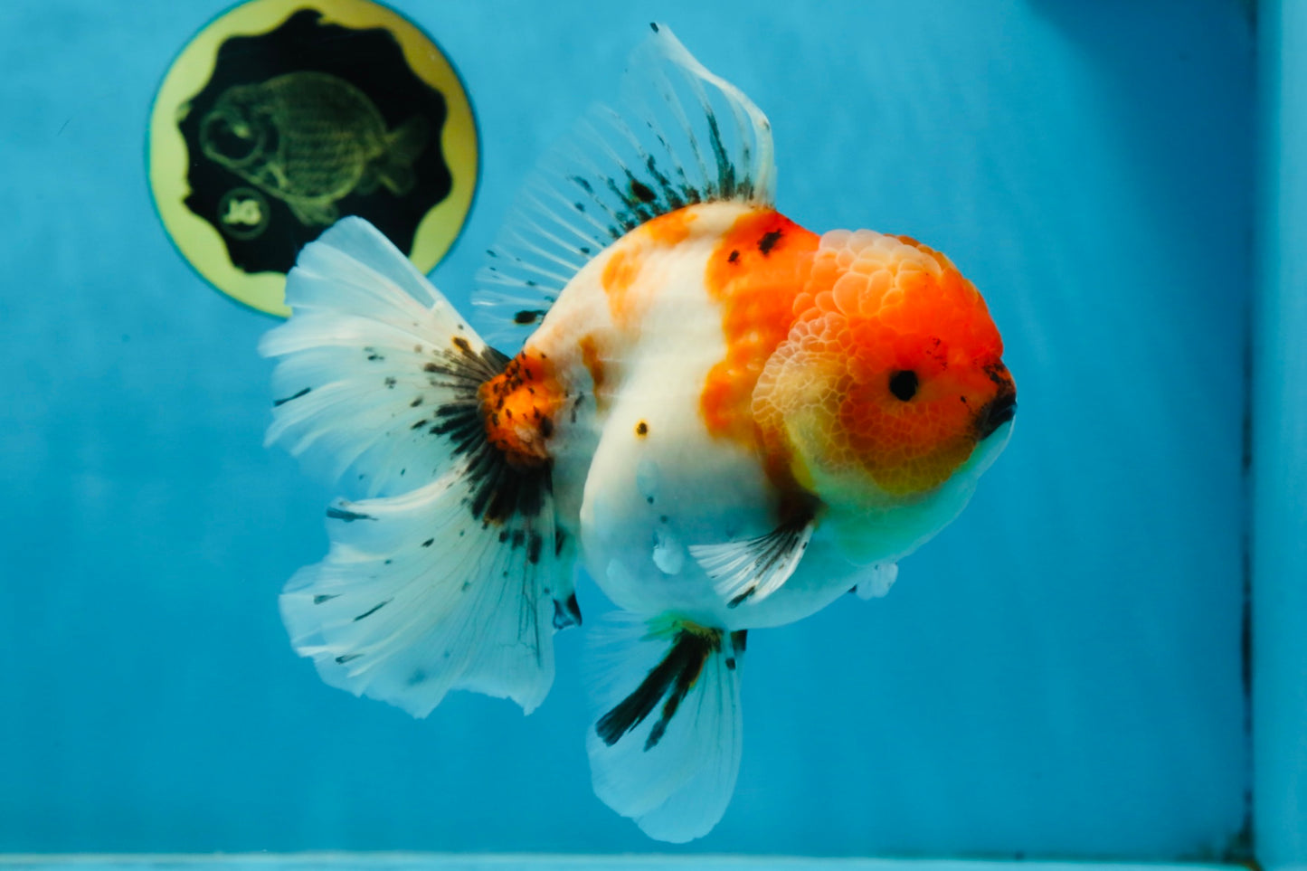 A Grade Flowy Sakura Oranda Female 6 inches #062025OR_22