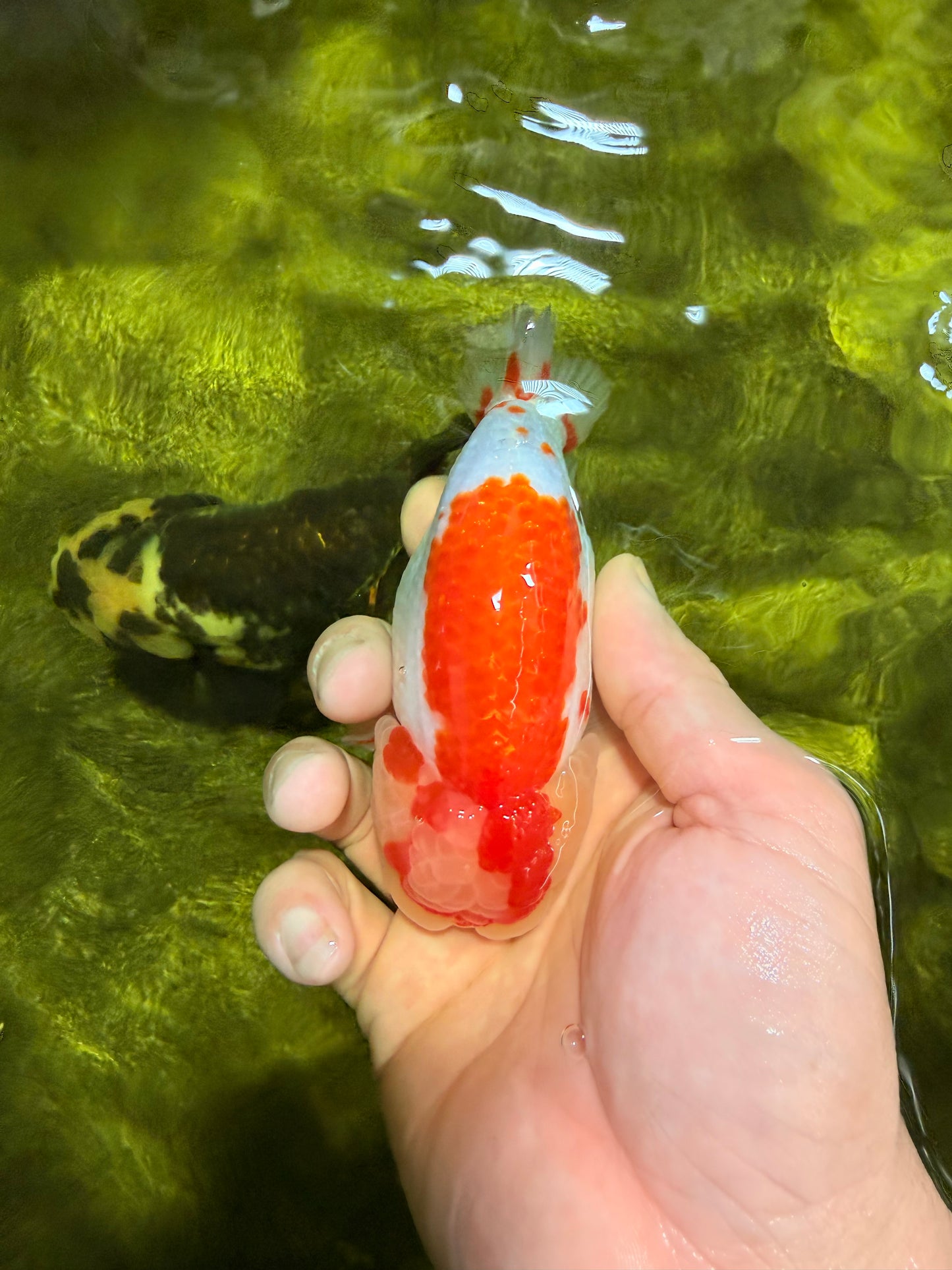 A Grade Kohaku Red White LionKing 4-4.5 inches #022026LC_17