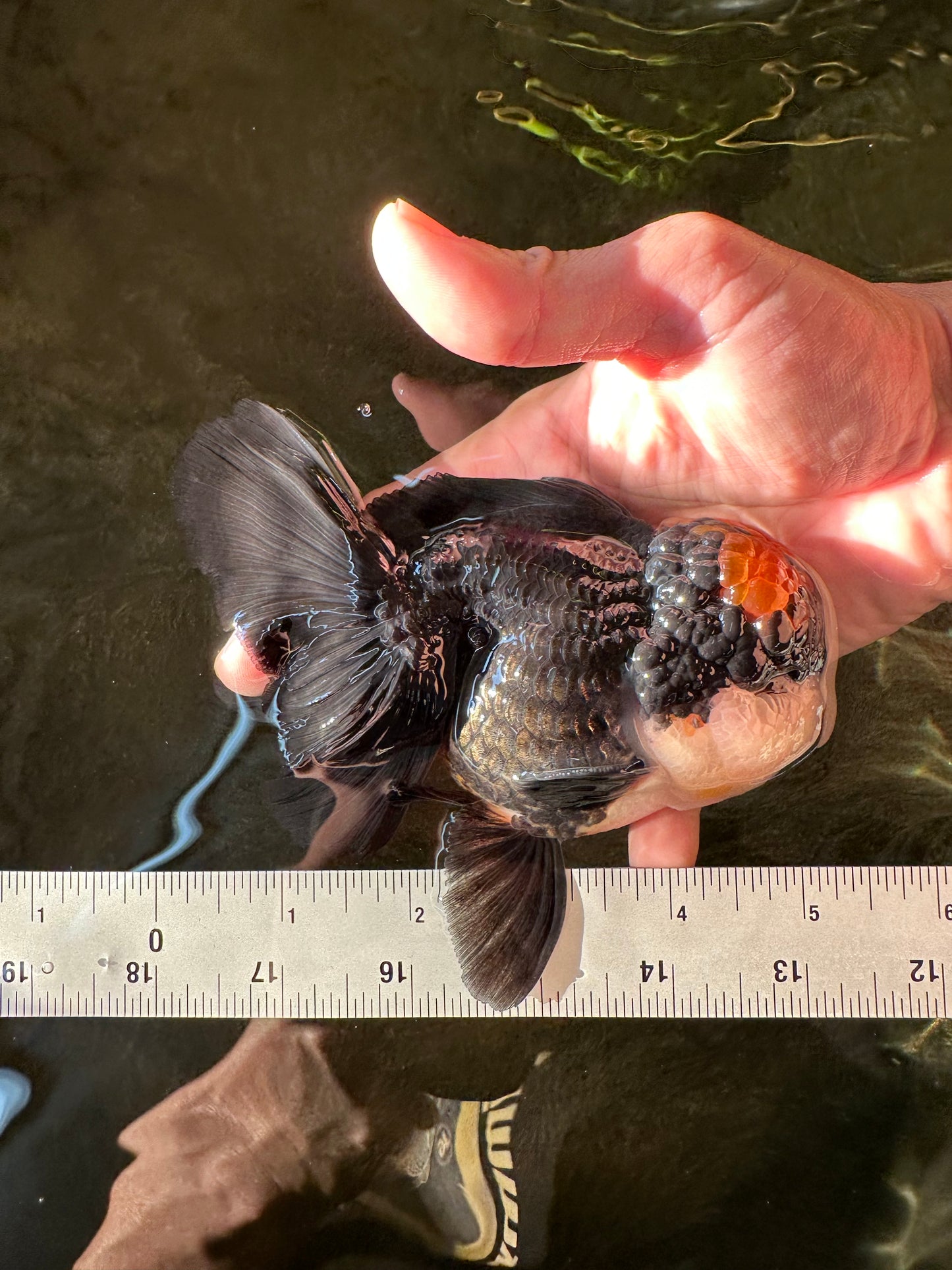 A Grade Superhero Lava Head Tricolor Oranda Male 5-5.5 inches #110824OR_16