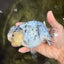 White Tiger Ranchu Female 5-5.5 inches #102326RC_04
