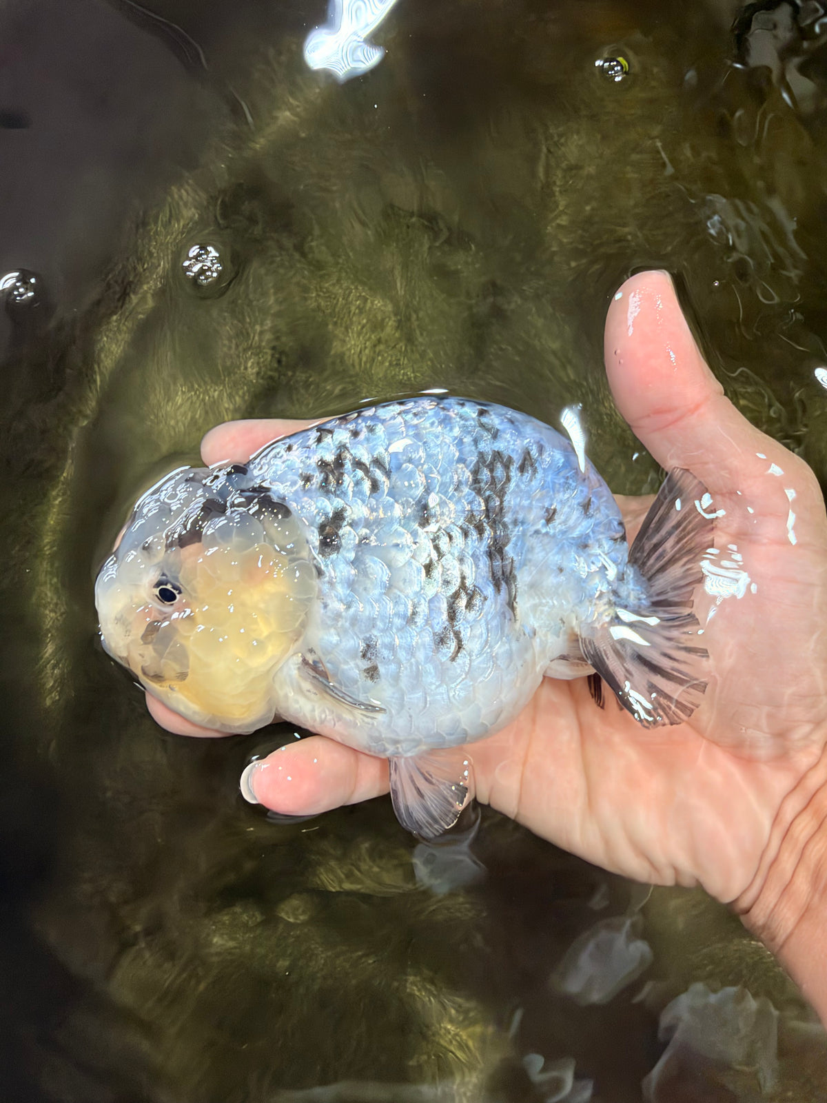 White Tiger Ranchu Female 5-5.5 inches #102326RC_04