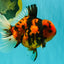 CHARLIE AAA Grade Beautiful Tiger Oranda Male 6-6.5 inches #061926OR_17
