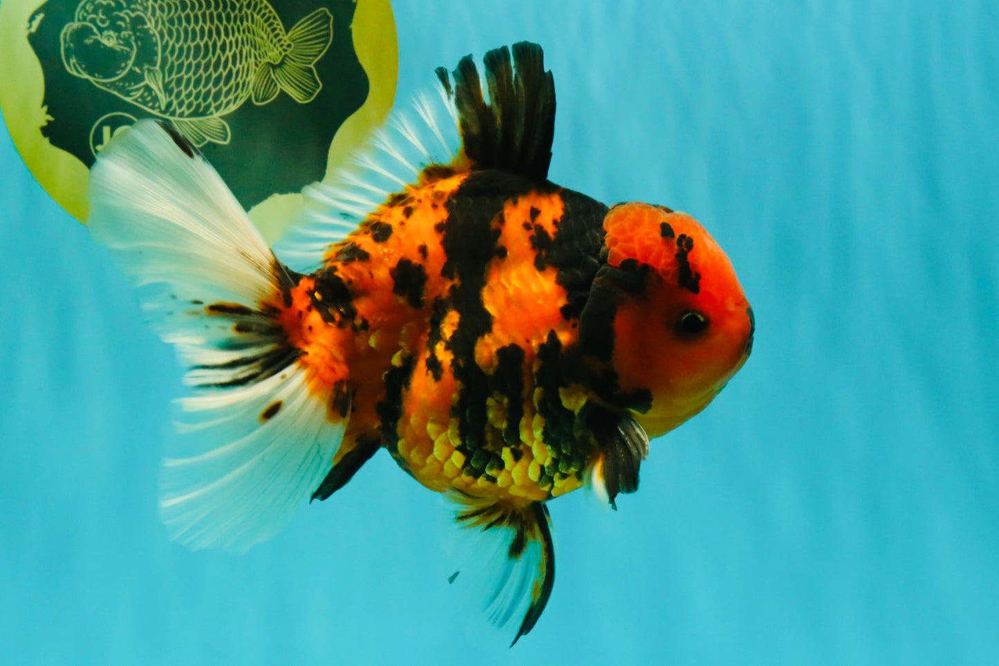CHARLIE AAA Grade Beautiful Tiger Oranda Male 6-6.5 inches #061926OR_17