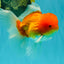 Red White Oranda Male 6 inches #082126OR_09