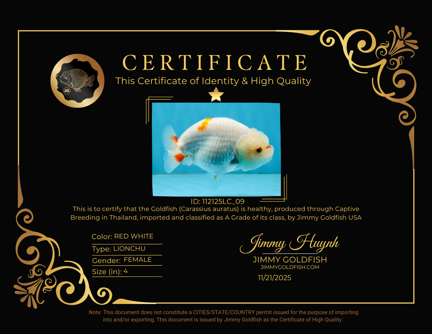 A Grade Red White LionQueen 4 inches #112125LC_09