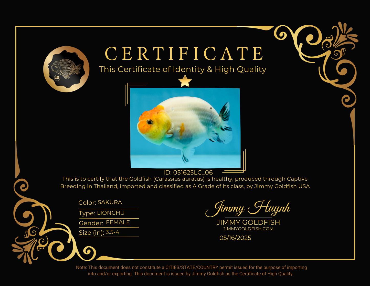 A Grade Sakura LionQueen 3.5-4 inches #051625LC_06