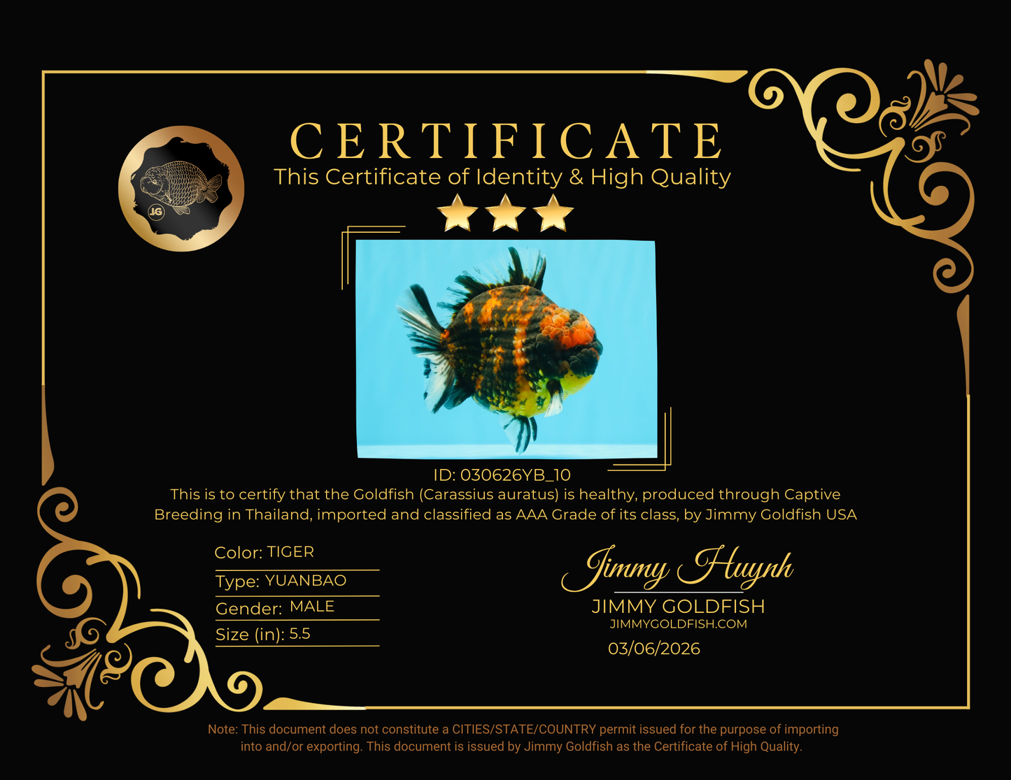 AAA Grade Godzilla Tiger Yuanbao Male 5.5 inches #030626YB_10