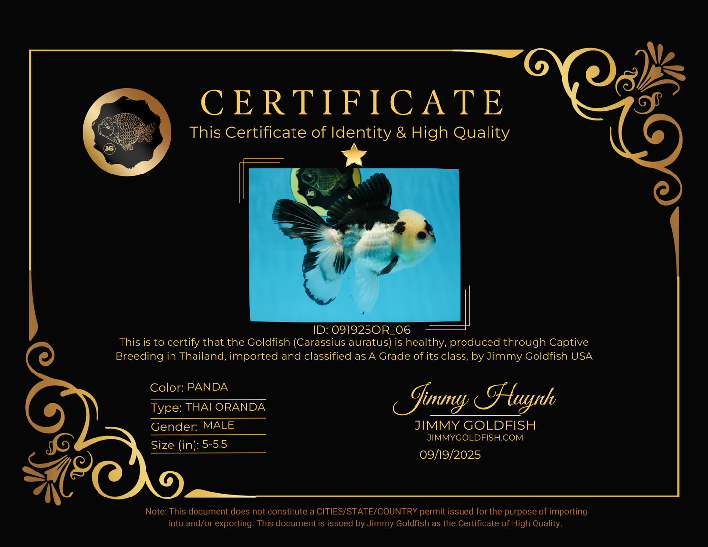 A Grade Panda Button Eyes Oranda Male 5-5.5 inches #091925OR_06