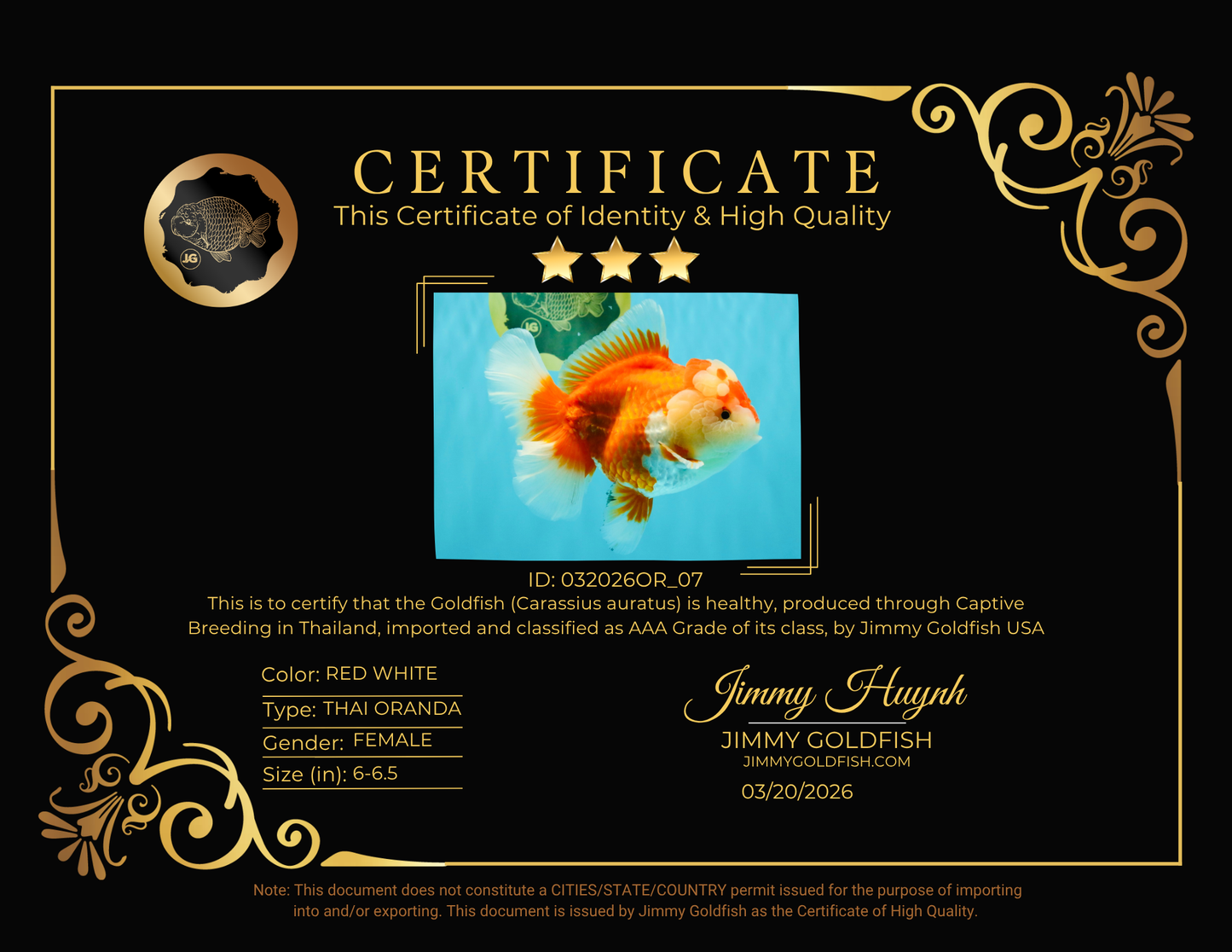 AAA Grade Red White Oranda Female 6-6.5 inches #032026OR_07