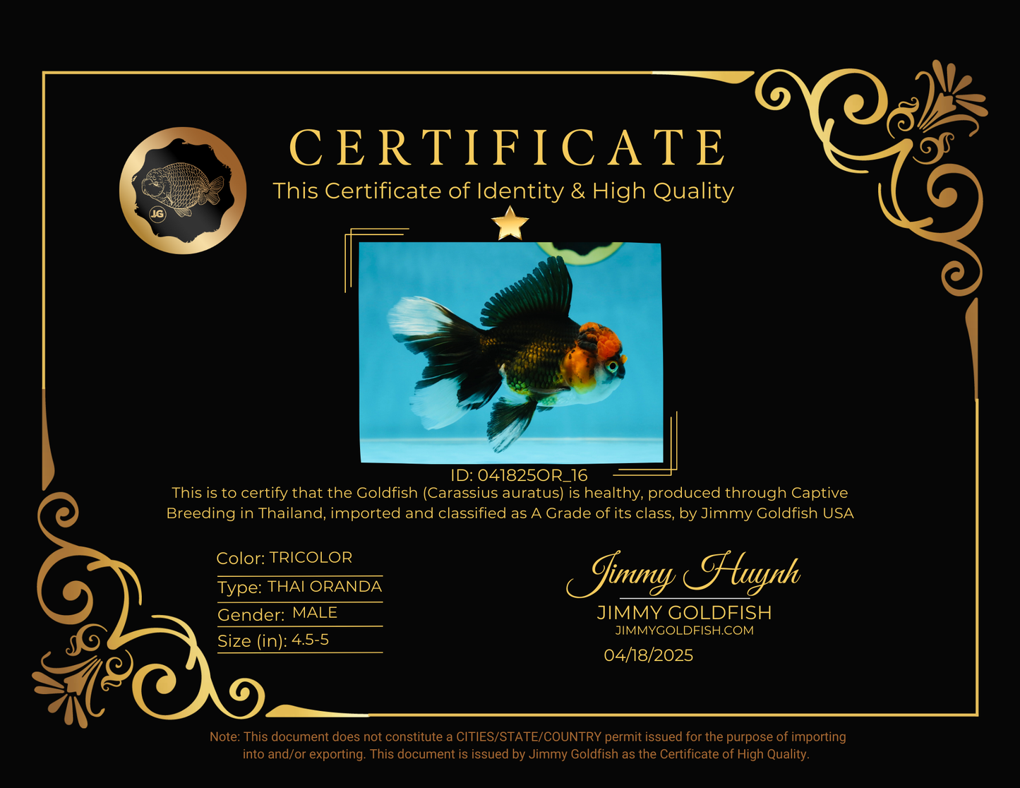 Fluffy Tail A Grade Tricolor Oranda Male 4.5-5 inches #041825OR_16