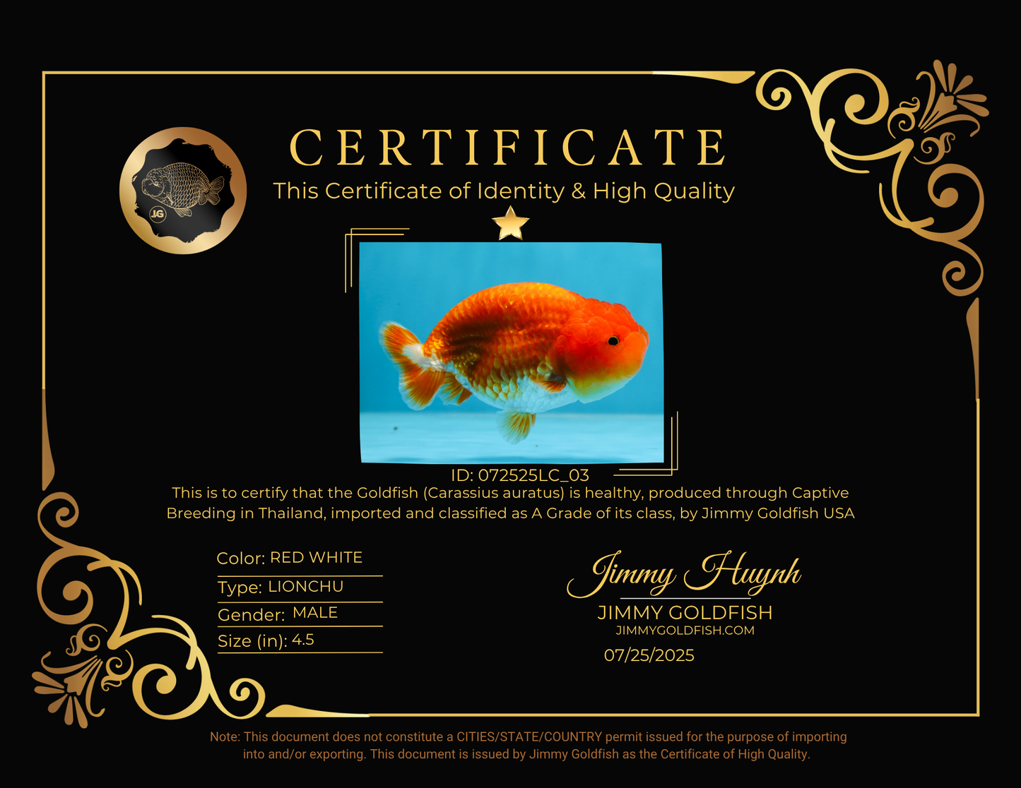 A Grade CHUBBY Red White LionKing 4.5 inches #072525LC_03